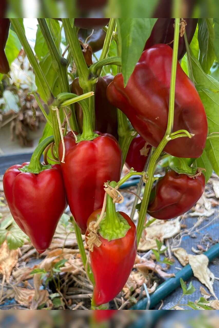 Paprika Karmen Bio Paprikasamen Samenfest